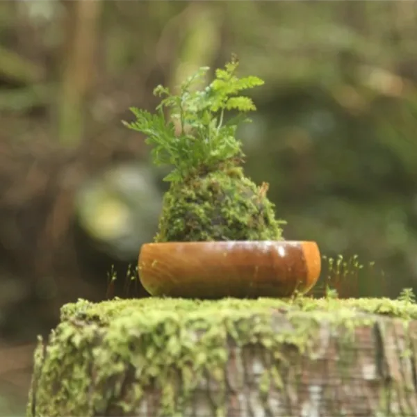 伊勢の苔玉やさん［伊勢市］